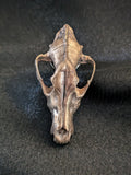 Bronze Coyote Skull